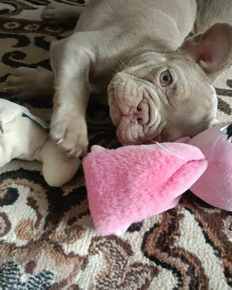 Bulldog francese esotico New Shade Isabella tan