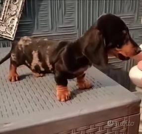 Cucciolo di bassotto Arlecchino Silver