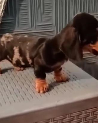 Cucciolo di bassotto Arlecchino Silver