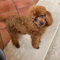 Barboncino Toy Red X Accoppiamento/Monte