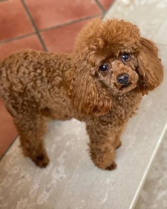 Barboncino Toy Red X Accoppiamento/Monte