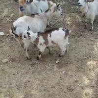 Caprette tibetane Bari