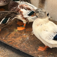 Anatra mignon maschio