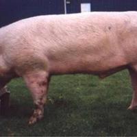 Landrace ,,LEGGI BENE