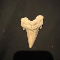Dente di megalodonte