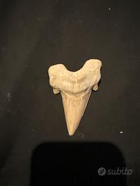 Dente di megalodonte