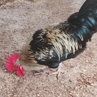 Gallo ornamentale