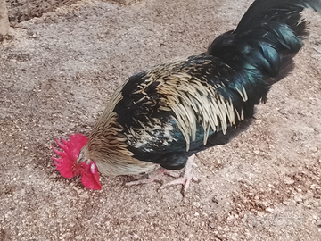 Gallo ornamentale