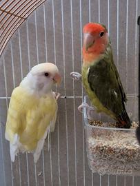 Inseparabili