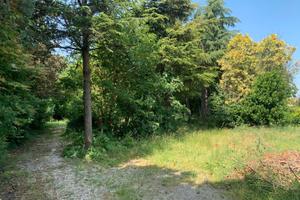 Ravenna: un bosco in citta'