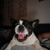 Bulldog francese con pedigree per monta