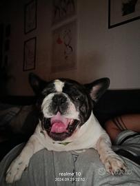 Bulldog francese con pedigree per monta