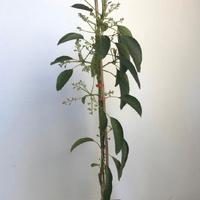 Pianta di avocado innestata