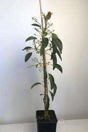 Pianta di avocado innestata