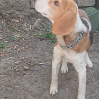 Beagle