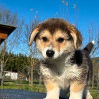 Cucciolo Welsh Corgi Pembroke