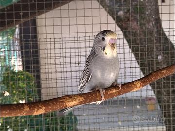 cocorite varie mutazioni 
