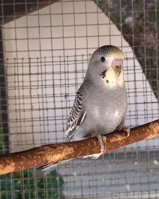 cocorite varie mutazioni 