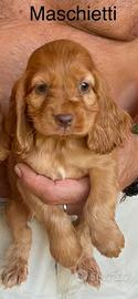 Cocker spaniel inglese