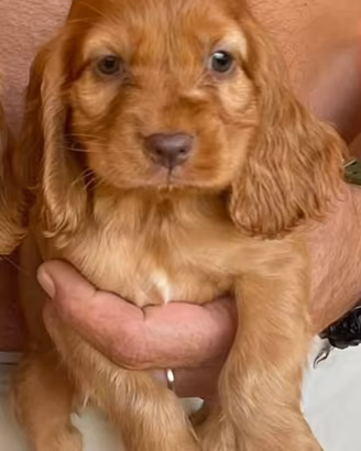 Cocker spaniel inglese