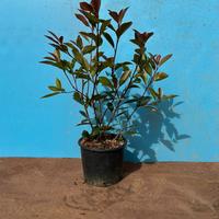 Photinia Red Robin Vaso 3lt