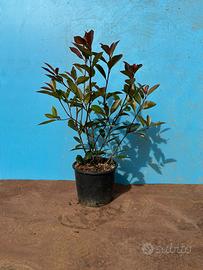 Photinia Red Robin Vaso 3lt