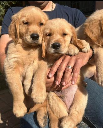 Cuccioli Golden Retriever