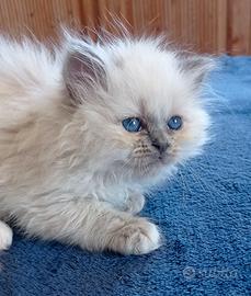 Sacro di Birmania gattine