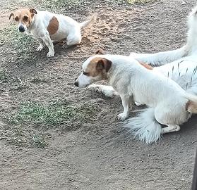 Jack Russell
