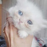 Petsiana con occhi impari