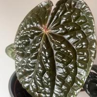 Anthurium luxurians