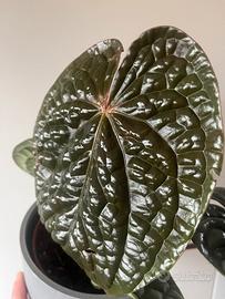 Anthurium luxurians