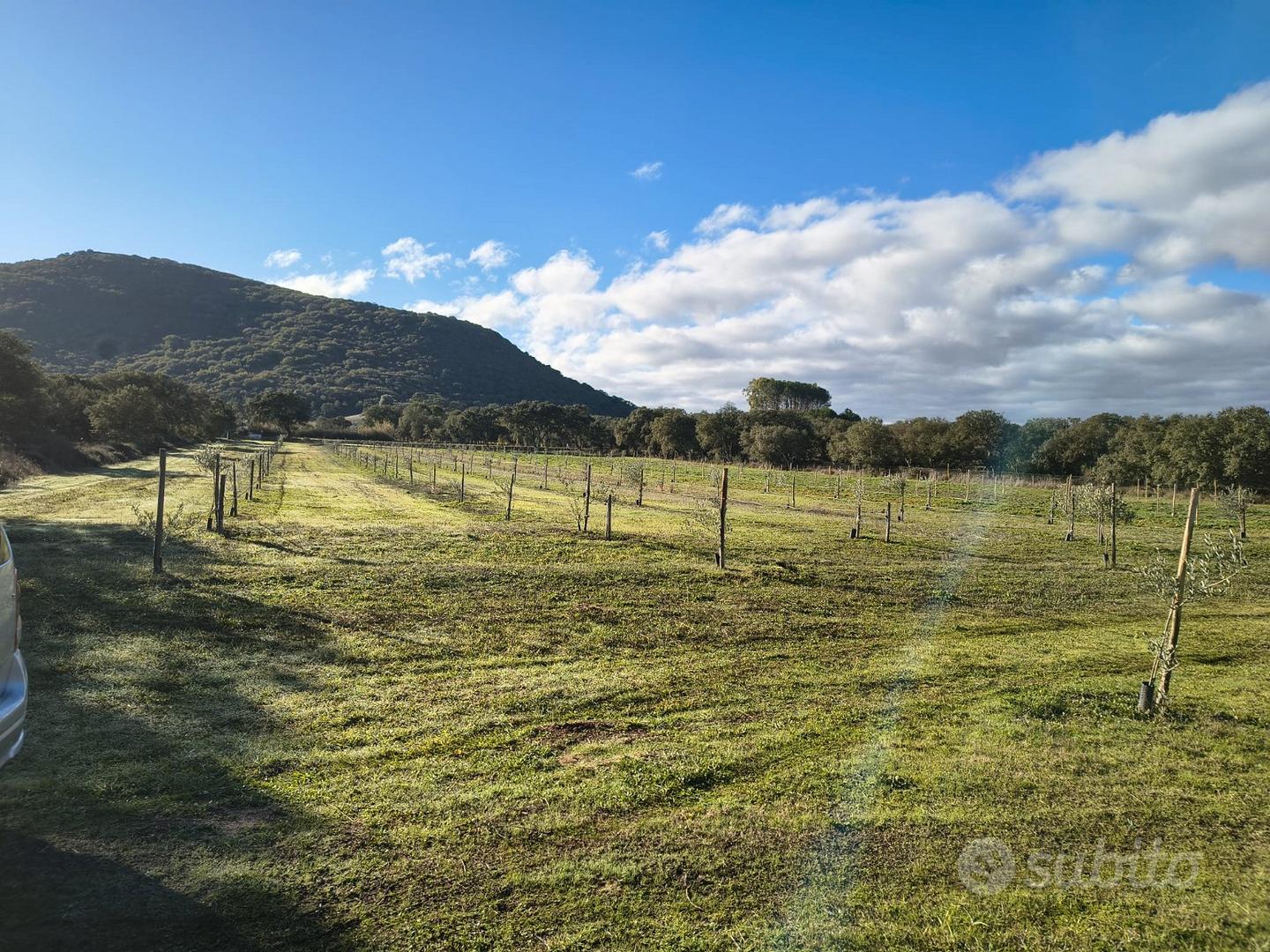 Terreno agricolo a Ploaghe - Vista 3