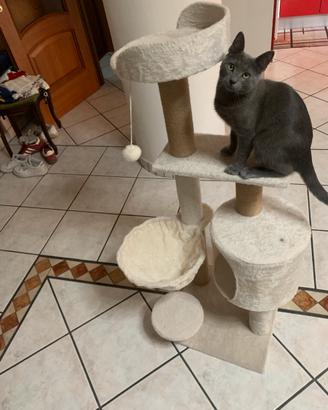 Tiragraffi per gatti