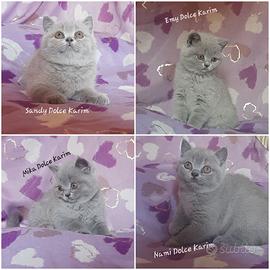 Cucciole di British Shorthair Blu