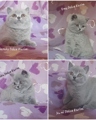 Cucciole di British Shorthair Blu