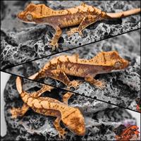 Geco Ciliatus extreme Harley