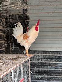gallo