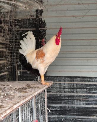 gallo