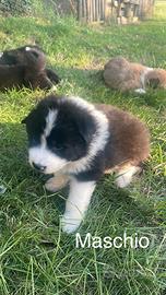 Cuccioli Mamma mix Border Collie