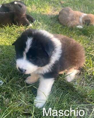 Cuccioli Mamma mix Border Collie