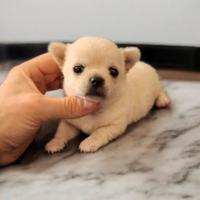 Dolcissimi chihuahua pedigree enci