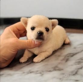 Dolcissimi chihuahua pedigree enci