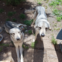 Con urgenza Coppia di lupi Cecoslovacchi dono