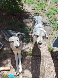 Con urgenza Coppia di lupi Cecoslovacchi dono