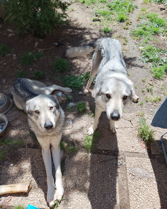 Con urgenza Coppia di lupi Cecoslovacchi dono