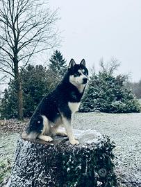 Maschio siberian husky per accoppiamento