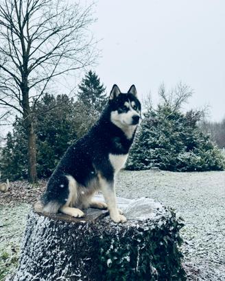 Maschio siberian husky per accoppiamento