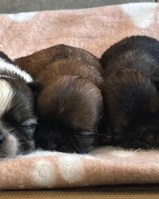 Shih-tzu