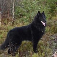 Pastore belga groeelander